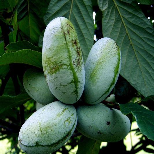 Paw Paw Fruit Tree Seeds - Stratified, Hardy Indian Banana - Asimina Triloba