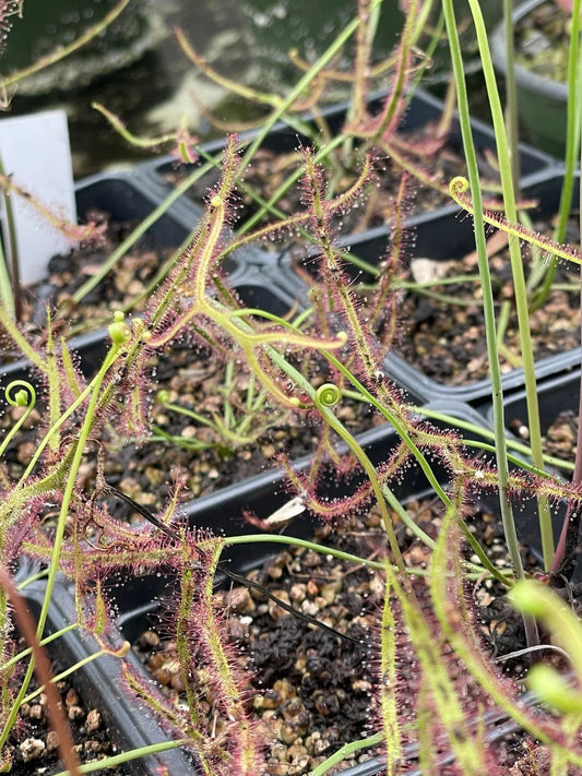 Drosera Binata - Staghorn - Live Bare Root Carnivorous Plant - Unique Insect-Eating Species