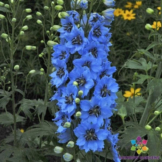 Moonlight Blues Delphinium Seeds - 200+ Seeds for Garden Planting - Delphinium elatum - USA