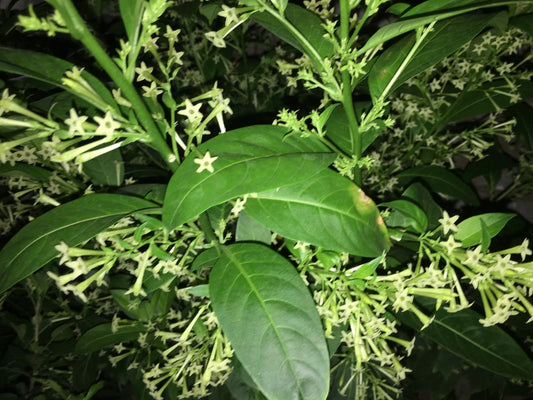 Night Blooming Jasmine Plant in 5" Pot, Cestrum nocturnum, Tropical Fragrant Flowering Plant