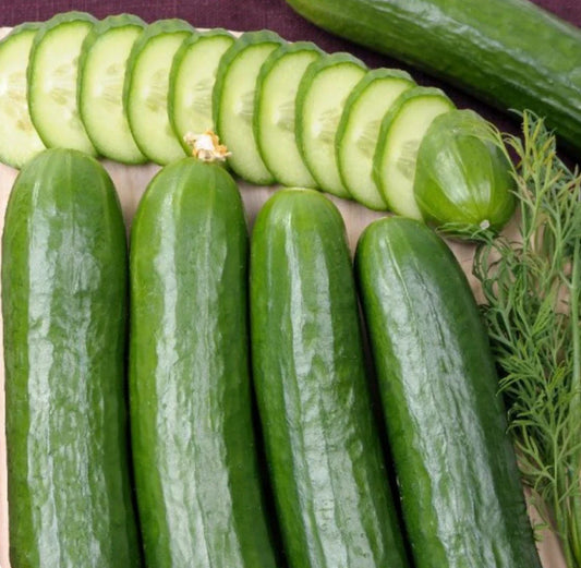 Cucumber Seeds 300 Count | Straight Eight Heirloom Vegetable | Award-Winning Variety | Cucumis sativus