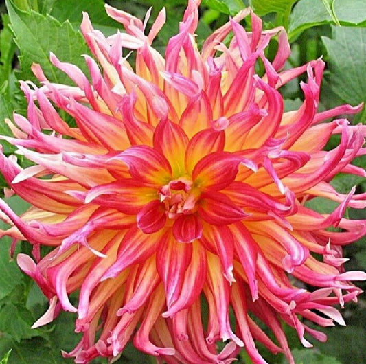Dahlia Plant 4" Live Pink Red Yellow Cactus Flower - Dahlia 'Bora Bora'