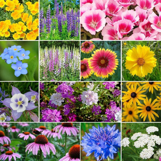 Deer Resistant Wildflower Seed Mix, 13 Species, Various Sizes, Native Wildflowers, Eco-Friendly Seed Blend