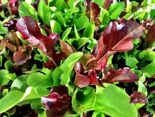 Mesclun Mix Seeds 500+ | Lettuce, Mustard, Tatsoi, Mizuna, Kale, Arugula | Diverse Salad Greens Mix