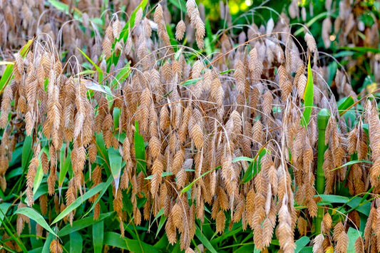 Northern Sea Oats Seeds, 200 Count, Chasmanthium latifolium, River Oats, Ornamental Grass, Drought Tolerant Perennial