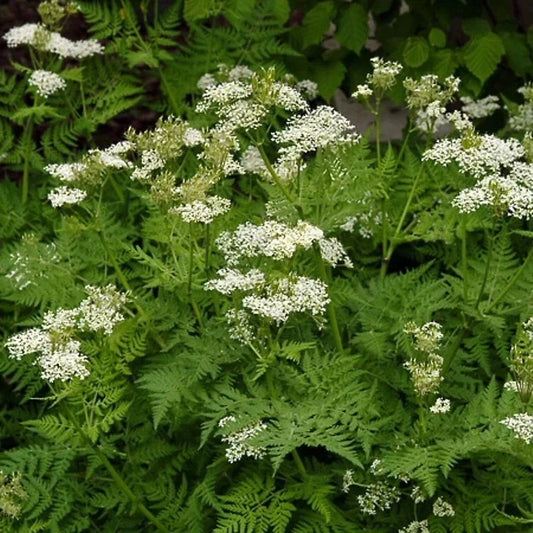 Anise Seeds - 1000 Non-GMO Seeds - Pimpinella anisum - USA Seller