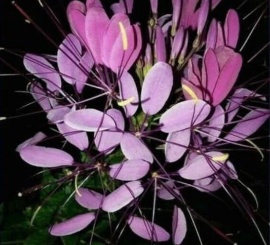 Purple Queen Spider Plant Seeds - 100 Pack - Clome Spinosa Perennial - US Seller - Flower & Bee Friendly
