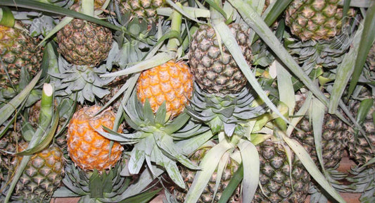 Cayena Lisa Pineapple Seeds - 15+ Seeds for Garden Planting - Ananas comosus - USA Grown, Free Shipping
