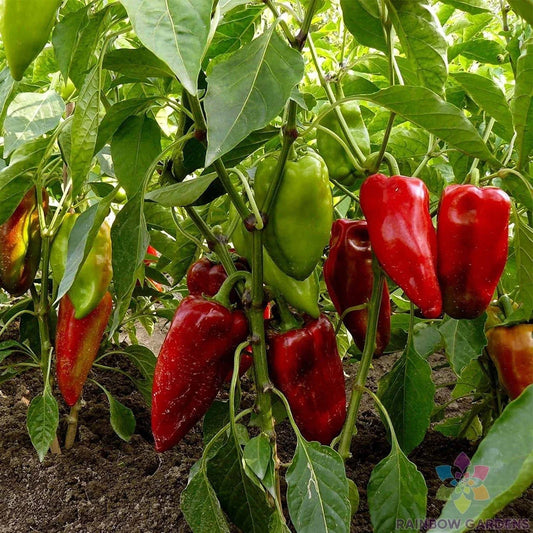 Carmen Hot Pepper Seeds - 25+ Seeds for Garden Planting - Capsicum annuum - USA Grown - Free Shipping