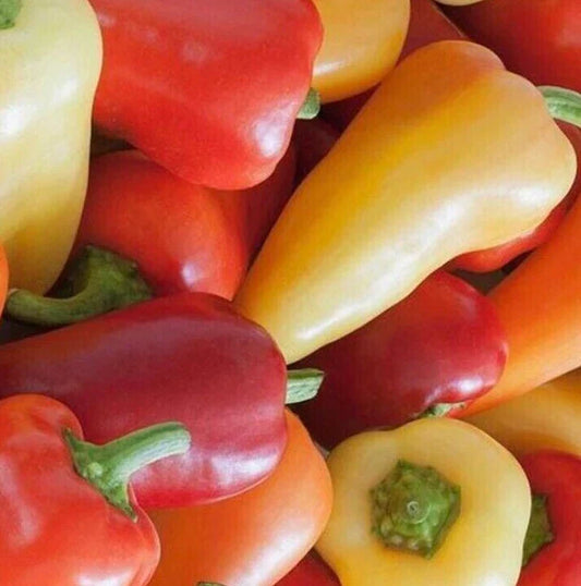 Santa Fe Hot Pepper Seeds 50+ Grande Variety | Capsicum annuum | Vegetable Garden Hot Pepper