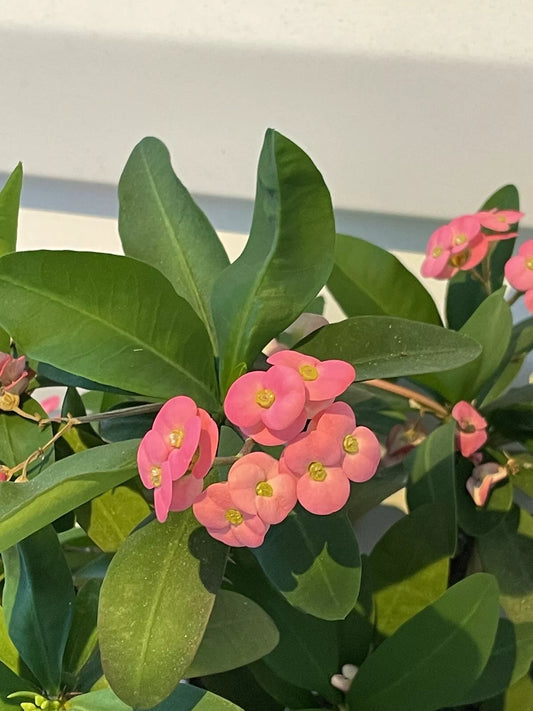 Crown of Thorns Cutting 6”+ Pink Euphorbia milli Live Plant Well Rooted Indoor Outdoor Evergreen Thorns