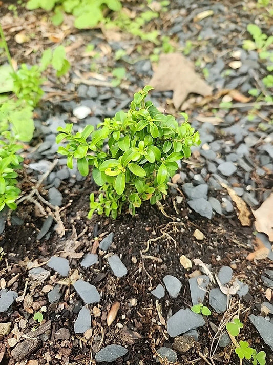 Kingsville Boxwood Mame Bonsai Tree, Rare Specimen, Buxus microphylla var. japonica, Indoor Plant, Miniature Bonsai