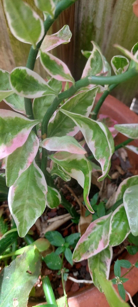 Devil's Backbone Plant - Variegated Euphorbia tithymaloides - Rooted Sea Shell Variety