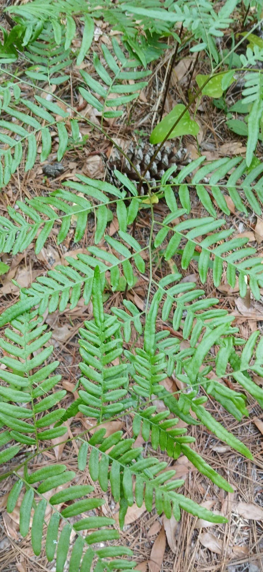 Eagle Fern Live Plants Set of 7 - Rare Woodland Ferns Pteridium aquilinum