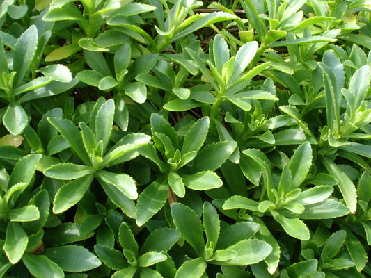 Sedum Aizoon Stonecrop Plants - 15 Wild Dig Rooted for Planting - 费菜 养心菜 土三七
