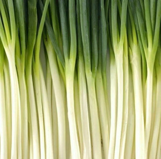 Tokyo Long White Bunching Onion Seeds 200+ Pack | Vegetable Garden | Allium fistulosum