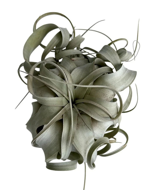 Xerographica Air Plant - Tillandsia - 3" to 9" Sizes - Unique Tillandsia Xerographica Variety for Home Decor