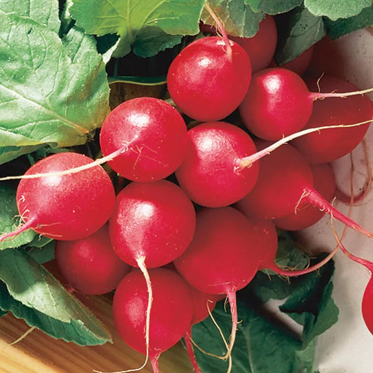 Cherry Belle Radish Seeds, NON-GMO, Fast Harvest, Multiple Sizes, Raphanus sativus