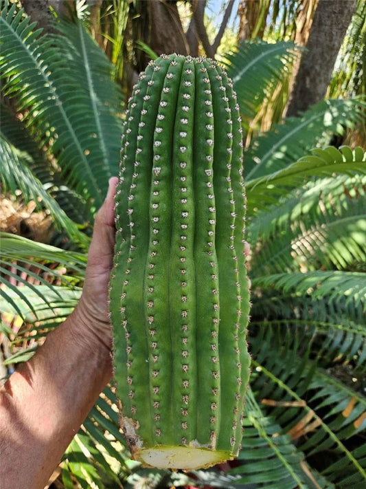 Echinopsis Hybrid Riverside Cutting - Large Unrooted 12"x4", 4 Pound Echinopsis spp. Cactus for Sale