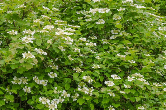 Linden Berry Shrub Seeds - Cardinal Candy Variety - 10 Pack - Tilia americana
