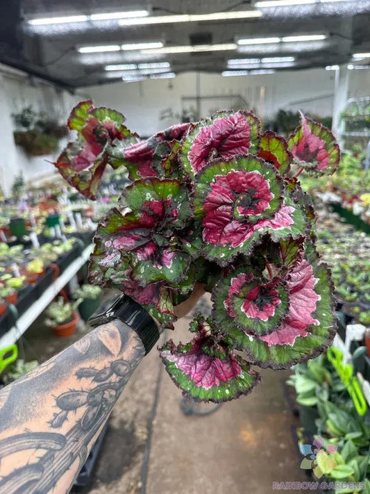 Paso Doble Begonia Seeds - 25+ Seeds for Garden Planting - Ideal for Containers - Begonia x tuberhybrida