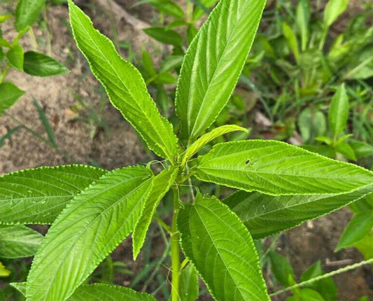 Egyptian Spinach Seeds - 25 Pack - Molokhia - Ideal for Florida Veg Gardens - Chill Hill Farms