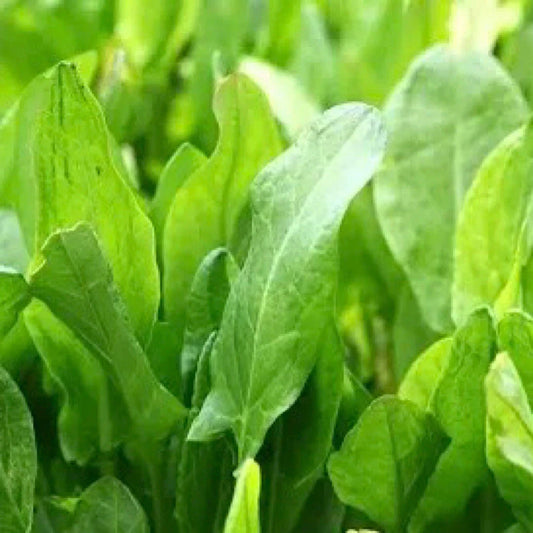 Large Leaf Sorrel Seeds 600+ Count, Hardy Perennial Herb (Rumex acetosa), USA Grown