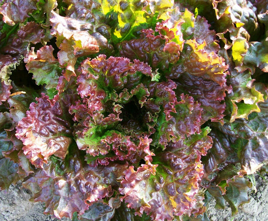 Premium Lettuce Seeds - 4g Fresh Red Sails Loose Leaf - (Lactuca sativa) Ideal for Home Gardening & Vegetable Gardens