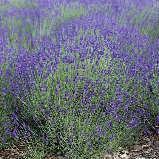 Lavender Seeds Bulk Pack 2000 Non-GMO Medicinal Vera Perennial - Perfect for Landscaping and Gardens