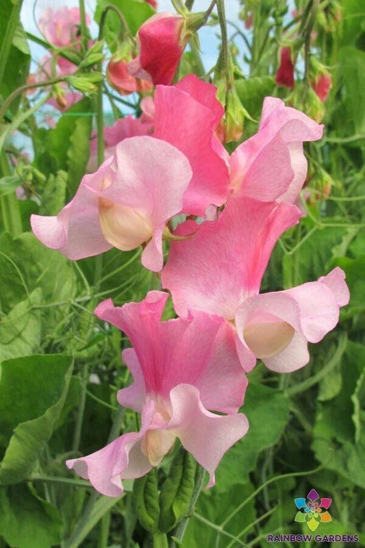Sweet Pea Seeds - 50+ Strawberry Fields Variety - Lathyrus odoratus - Ideal for Garden Planting - USA, Free Shipping
