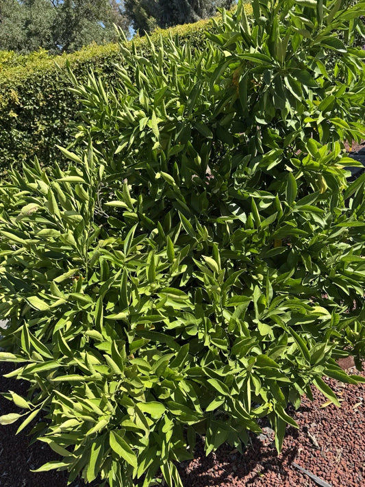 Owari Satsuma Mandarin Cuttings - 6 Un-rooted Plant Cuttings - Citrus reticulata - Grow Your Own Satsuma