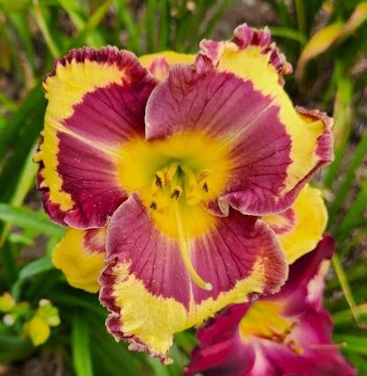 Daylily Live Plant - Hard Rock Candy Variety - Hemerocallis - Colorful Perennial Garden Flower
