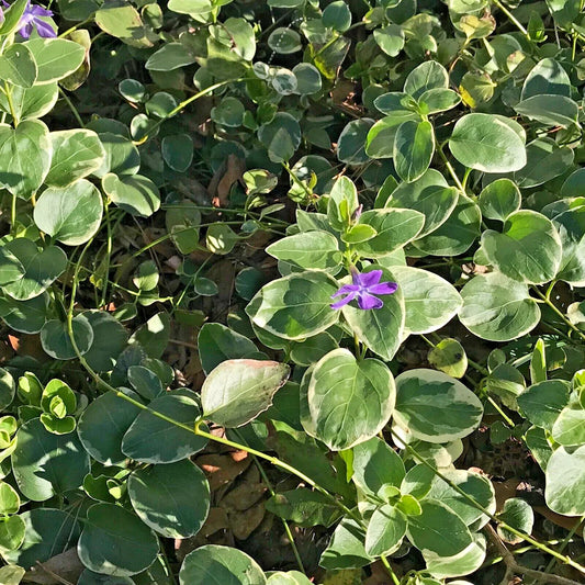 Variegated Vinca Lavender Periwinkle Groundcover Starter Vines - 8 Rooted Plants (Vinca minor)