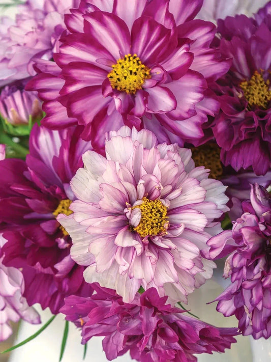 Double Click Bicolor Violet Cosmos Seeds - 200+ Pack - Cosmos bipinnatus - Flower Seeds for Garden Planting