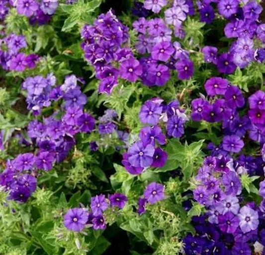 Phlox Seeds - 100 Non-GMO Beauty Blue Dwarf Variety - Rare Blue Blooms, Pollinator Attractor (Phlox paniculata)