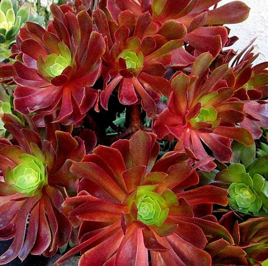Large Aeonium VELOUR Succulent Cutting - Unique Variegated Succulent - Ideal for Indoor Garden Decor