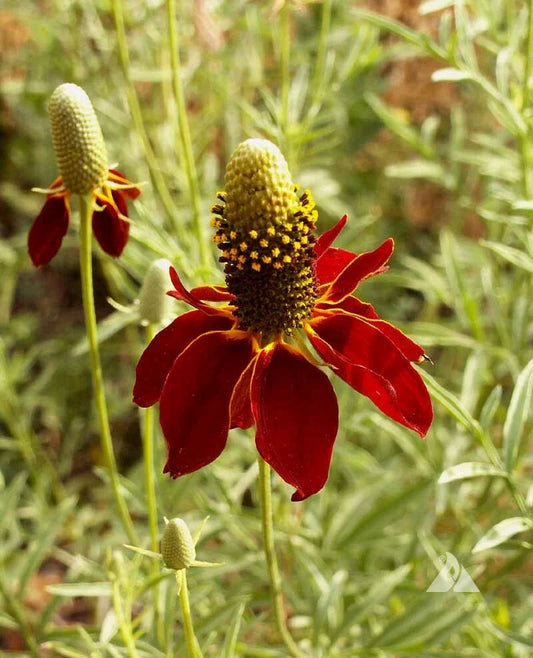 Dwarf Red Coneflower Seeds, Mexican Red Hat, Columnar Upright Prairie, Echinacea purpurea, Free Shipping