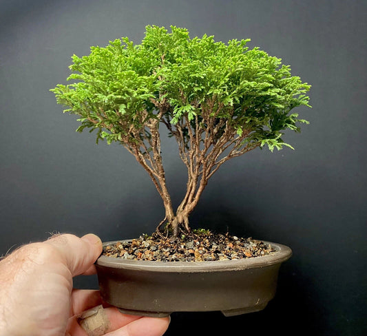 Mame Bonsai Tree Tsukumo Cypress 7 Years Chamaecyparis Pisifera Japanese Pot