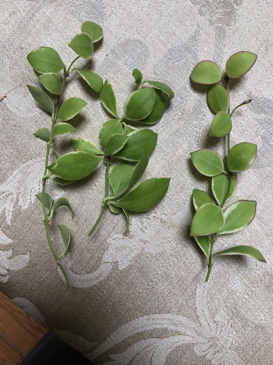 Hoya Heuschkeliana Variegated Plant Cutting | Tropical Indoor Plant | Unique Foliage for Home Decor
