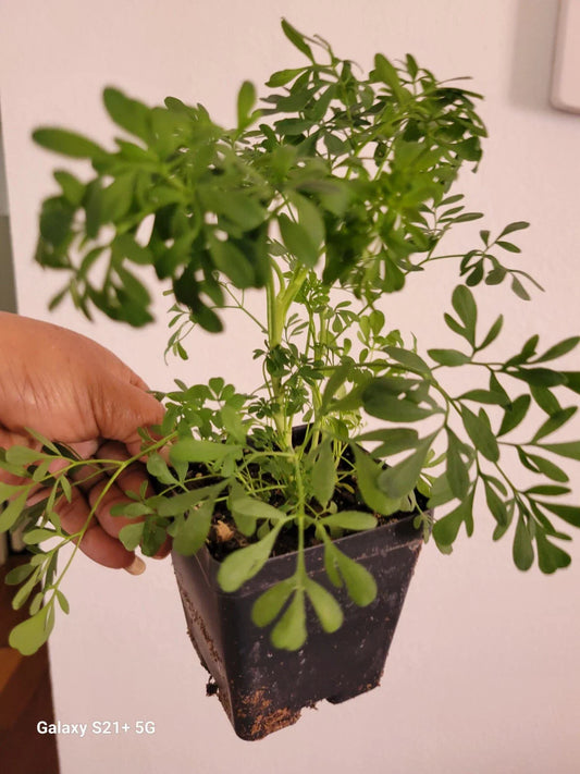 Blue Rue Plant (Ruta graveolens) - Clean Energy, Male Ruda for Good Luck - Live Herb, Indoor/Outdoor Gardening