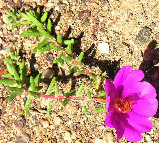 Portulaca Gilliesii 'Purple Rice' Succulent Live Plant 2 Inch for Garden Decor - Drought-Tolerant Ground Cover