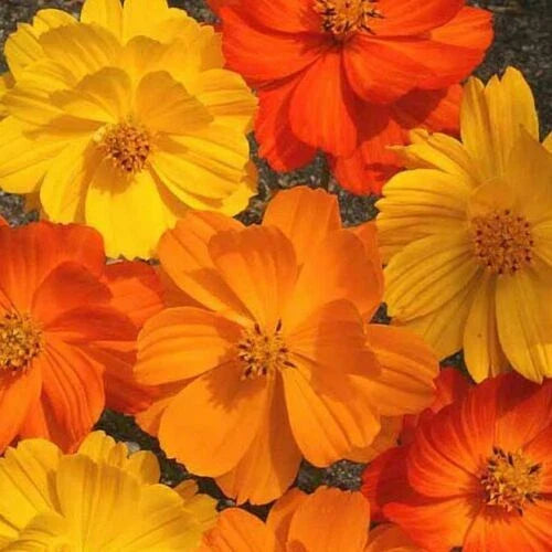 Cosmos Seeds - 35 Seeds - Bright Lights in Sulfur Orange & Yellow - Cosmos bipinnatus - GroCo USA