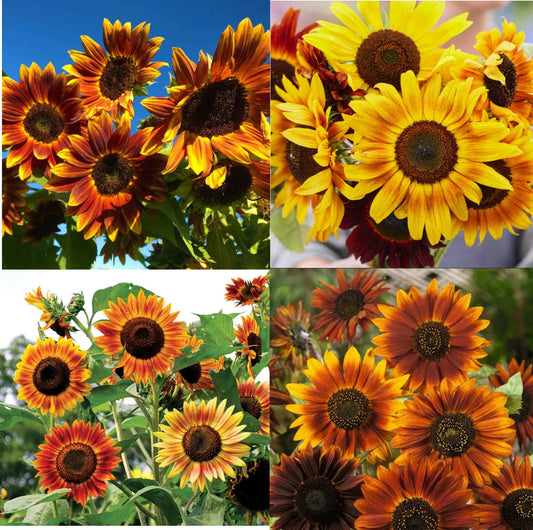 Sunflower Seeds - LANDSCAPER'S PACK - Sunset Mix Tall Branching - Helianthus annuus - 200 Seeds for Autumn Colors