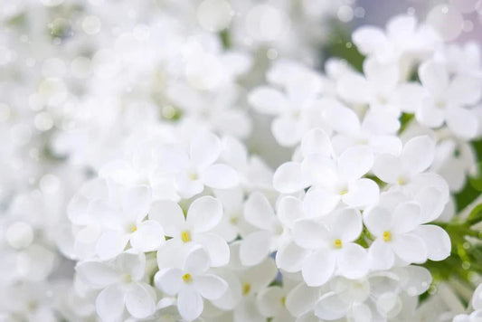 White Lilac Seeds | 100+ Seeds | Fragrant, Bonsai Variety | Syringa vulgaris