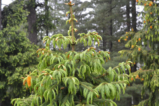 Morinda Spruce Seeds - 30 Seeds of Himalayan Spruce (Picea smithiana) for Planting, Gardening, and Landscaping