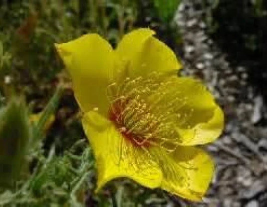 Yellow Blazing Star Seeds - 100 Fresh Seeds, Mentzelia lindleyi, Free USA Shipping