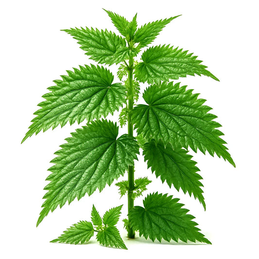 Stinging Nettle Seeds - 300 Heirloom Perennial Medicinal Herb - Urtica dioica - Hardy with Free Shipping