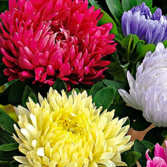 Powderpuff Mix Aster Seeds | NON-GMO Heirloom | Fresh Flower Seeds | Aster spp.