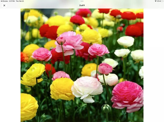 Ranunculus Persian Buttercup Seeds, 100 Count Packet, USA Grown, Flower Seeds for Garden, Ranunculus asiaticus