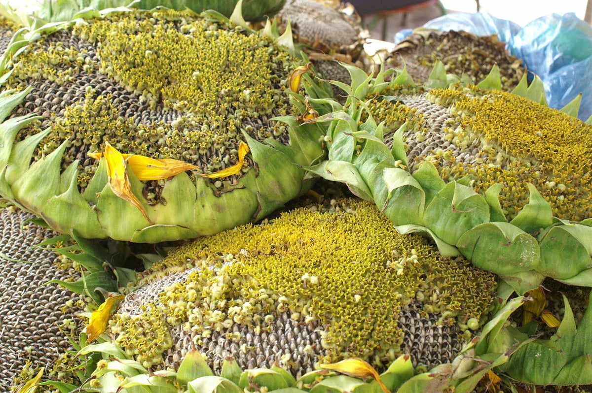 Giant Titan Sunflower Seeds - 50 Pack, Huge 24-Inch Heads, Big Fat Seeds, Helianthus annuus